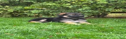 German Shepherd dogs for sale: Pedigree German shepherd puppies  in Ashford - Advert 19