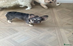 French Bulldog dogs for sale: French bull dog for sale 1 Year old  - Image 4