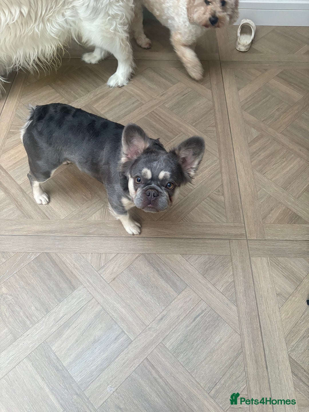 French Bulldog dogs for sale: French bull dog for sale 1 Year old  - Image 4