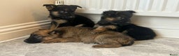 German Shepherd dogs for sale: German shepherd puppies for sale  - Advert 7