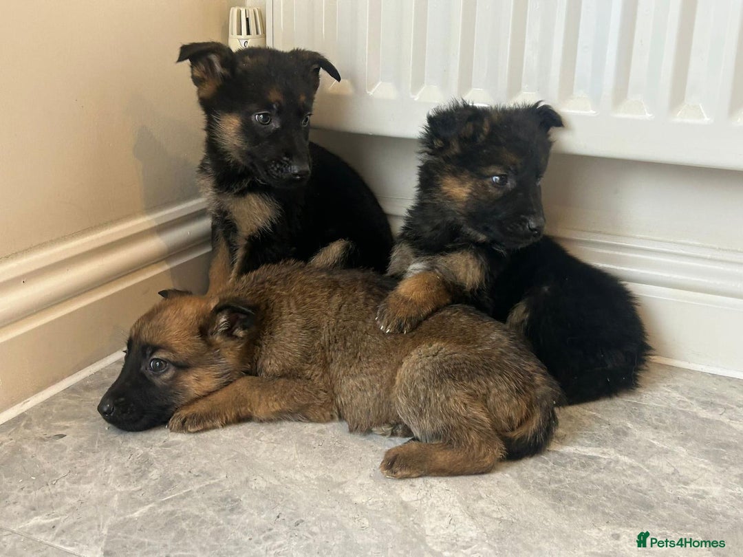 German Shepherd dogs for sale: German shepherd puppies for sale  - Advert 7