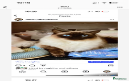 Ragdoll cats for sale: Ragdoll Kittens - Image 2