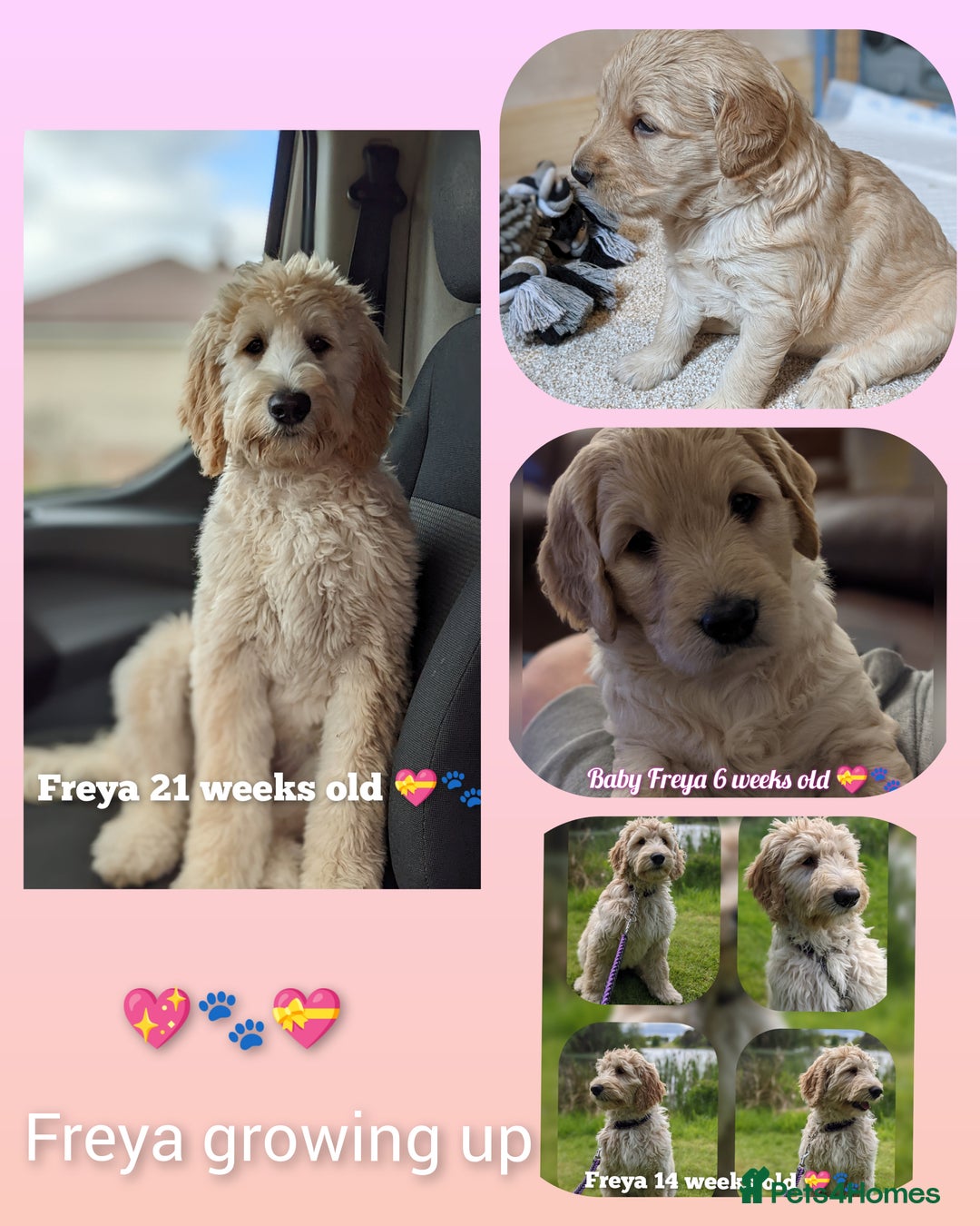 Goldendoodle dogs for sale: Quality goldendoodle puppies  - Image 13