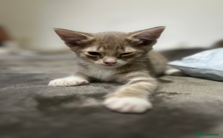 British Shorthair cats - Advert 1