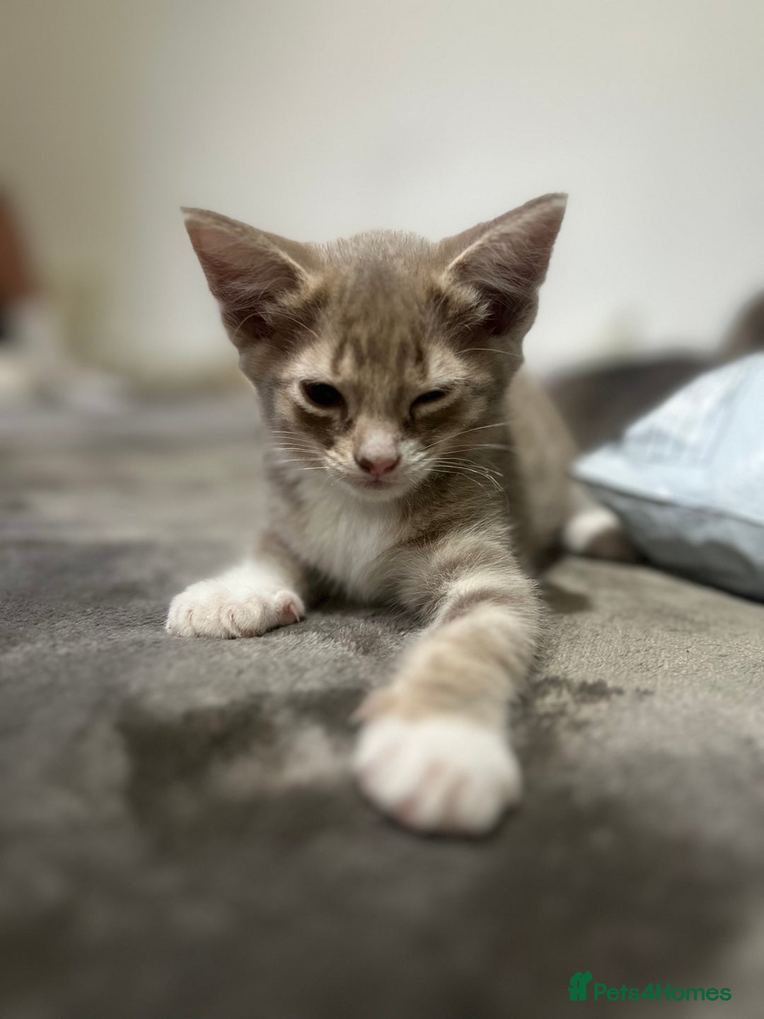 British Shorthair cats for sale: 3 beautiful British short hair - Image 1