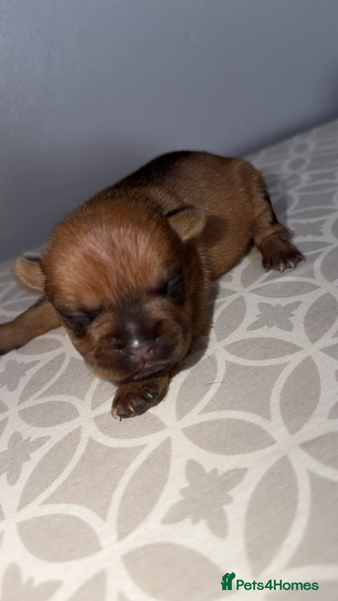 Mixed Breed dogs for sale: Frenchie cross daschund pups  - Advert 27