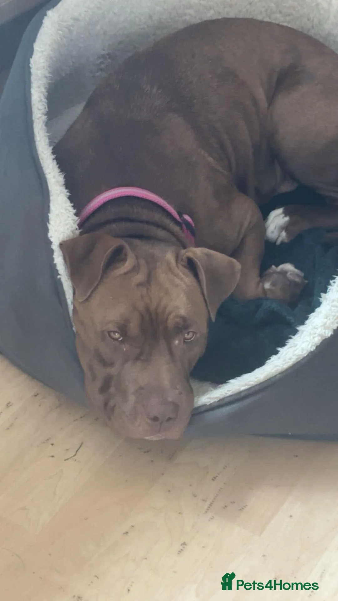 American Bulldog dogs for sale: 2 year old female American bulldog - Advert 1