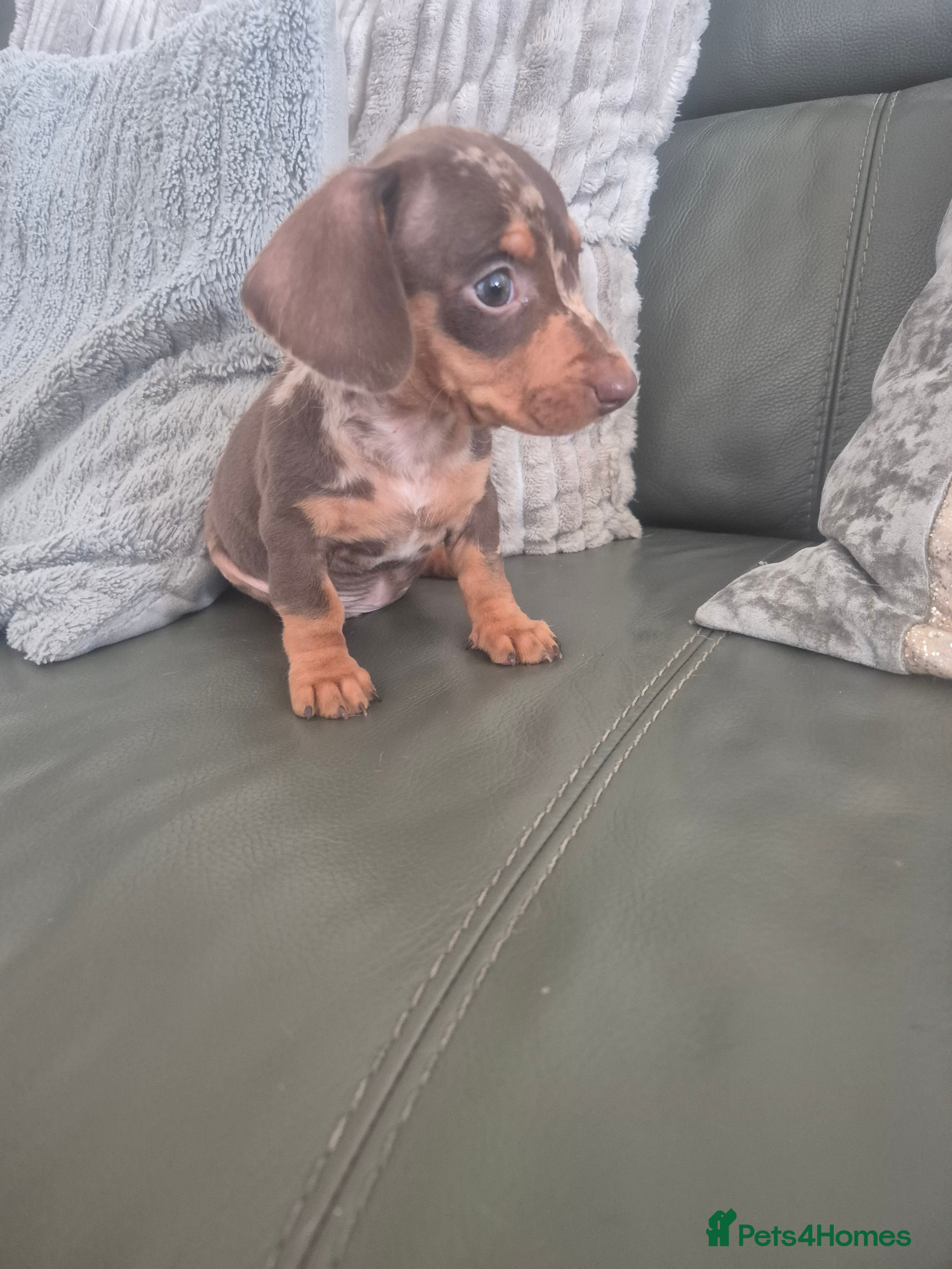 Miniature Dachshund dogs Last 2 KC Dachshund Boy - Ready Now - Advert 5