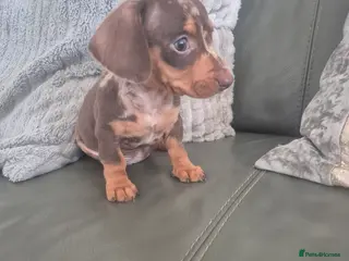 Miniature Dachshund dogs Last 2 KC Dachshund Boy - Ready Now - Advert 5