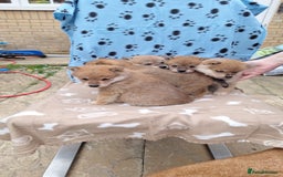 Japanese Shiba Inu dogs for sale: Fluffy authentic Shiba Inu puppies for sale  - Image 6