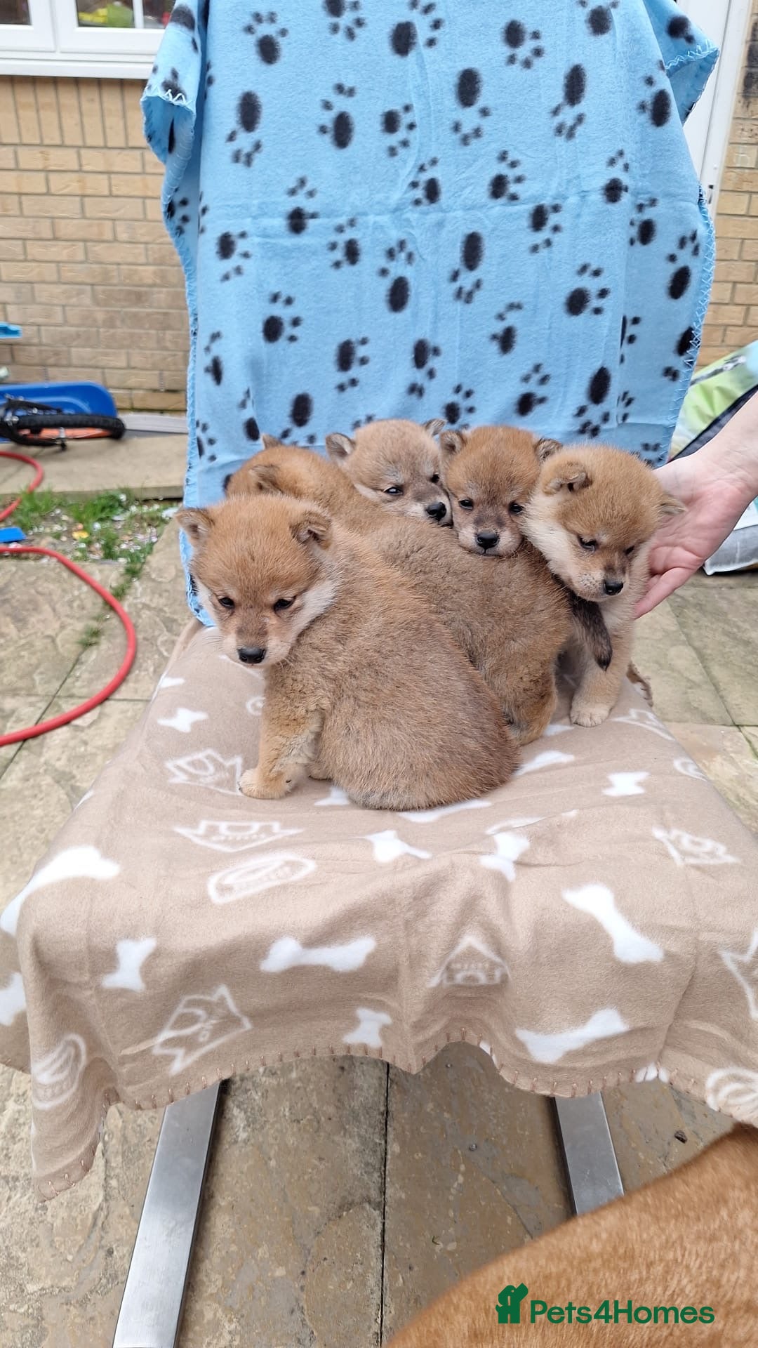 Japanese Shiba Inu dogs for sale: Fluffy authentic Shiba Inu puppies for sale  - Image 6