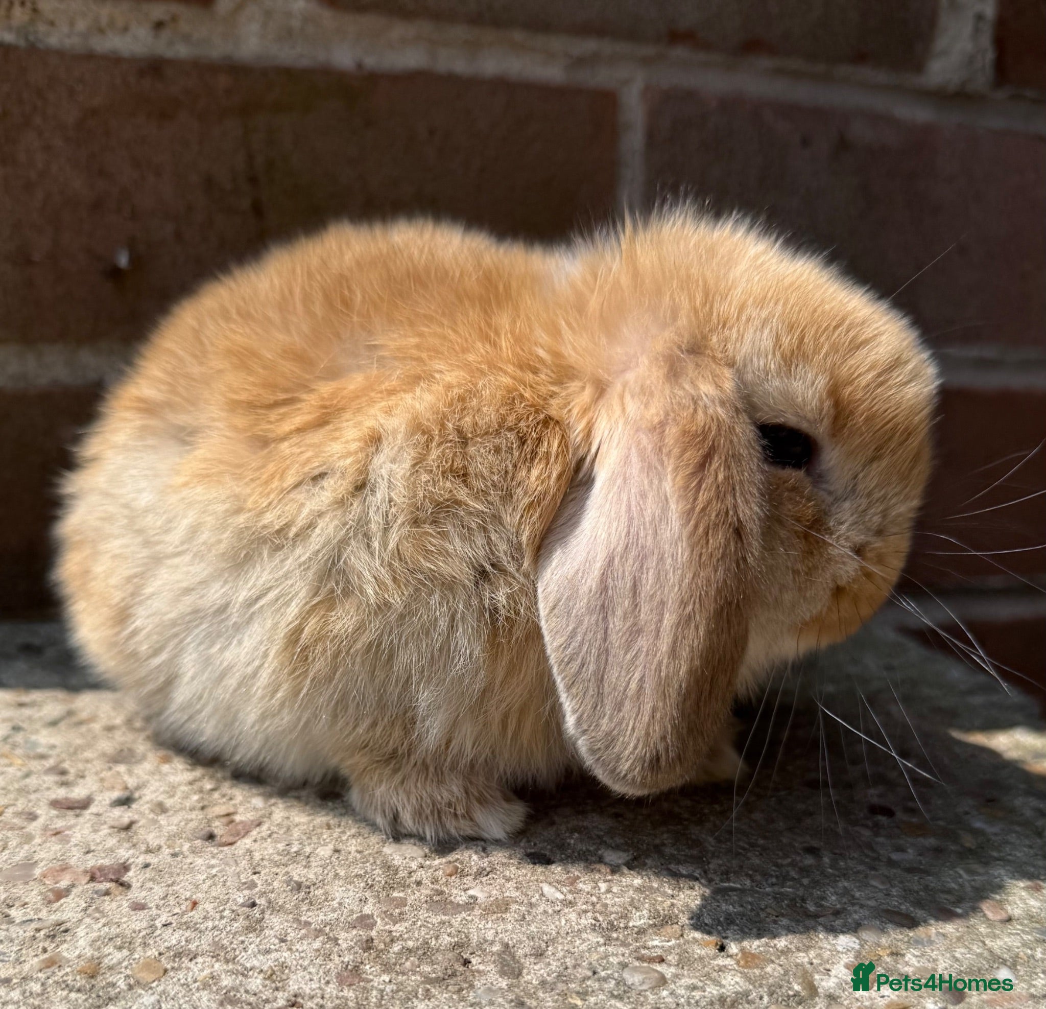 Mini Lop rabbits *SOLD* kits available.Excellent Type Orange Buck  - Advert 13