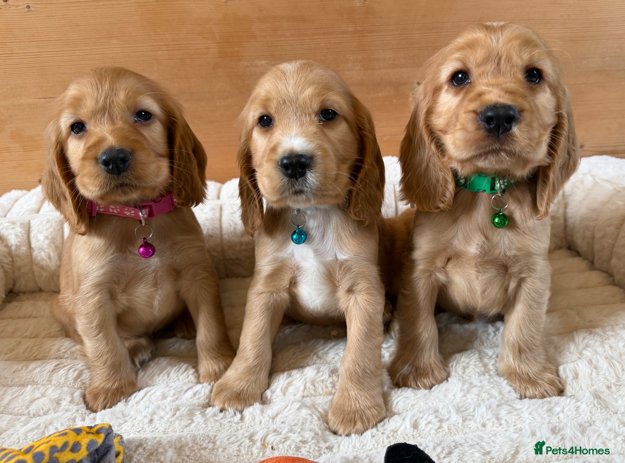 Cocker Spaniel dogs KC Registered Gold Show Type Cocker Spaniels  - Advert 1