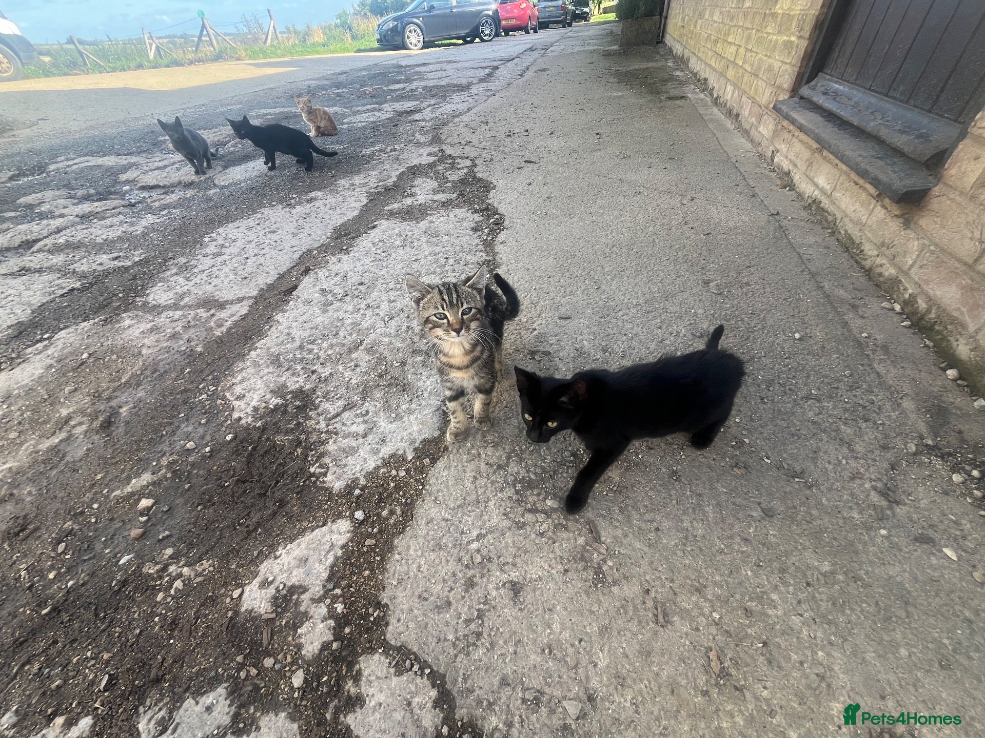 Mixed Breed cats Kittens looking for homes  - Advert 2
