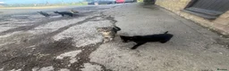 Mixed Breed cats for sale: Kittens looking for homes  in Marlborough - Advert 1