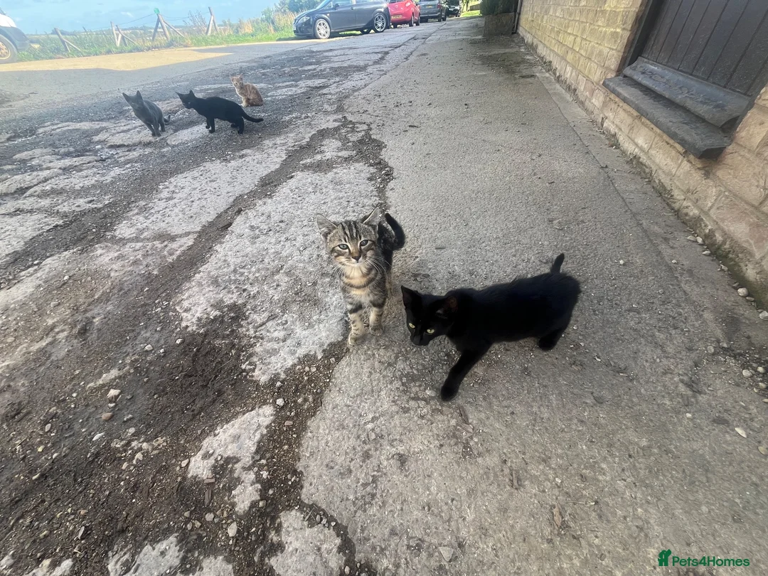 Mixed Breed cats for sale: Kittens looking for homes  in Marlborough - Advert 1