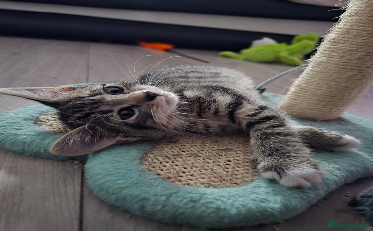 Domestic Shorthair cats - Advert 2