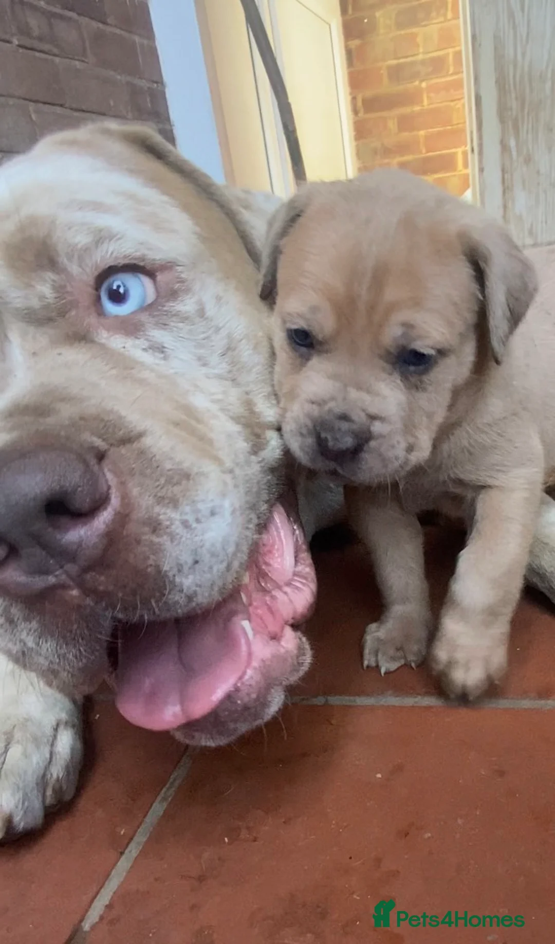 Mixed Breed dogs for sale: Mastiff hybrid puppys available  - Advert 2