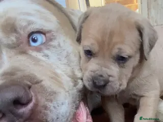 Mixed Breed dogs Mastiff hybrid puppys available - Advert 2