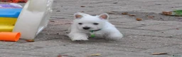 West Highland Terrier dogs for sale: West Highland terrier Puppies - Advert 17