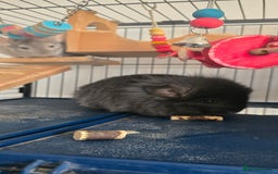Chinchilla rodents for sale: 2 Female Chinchillas - Image 7