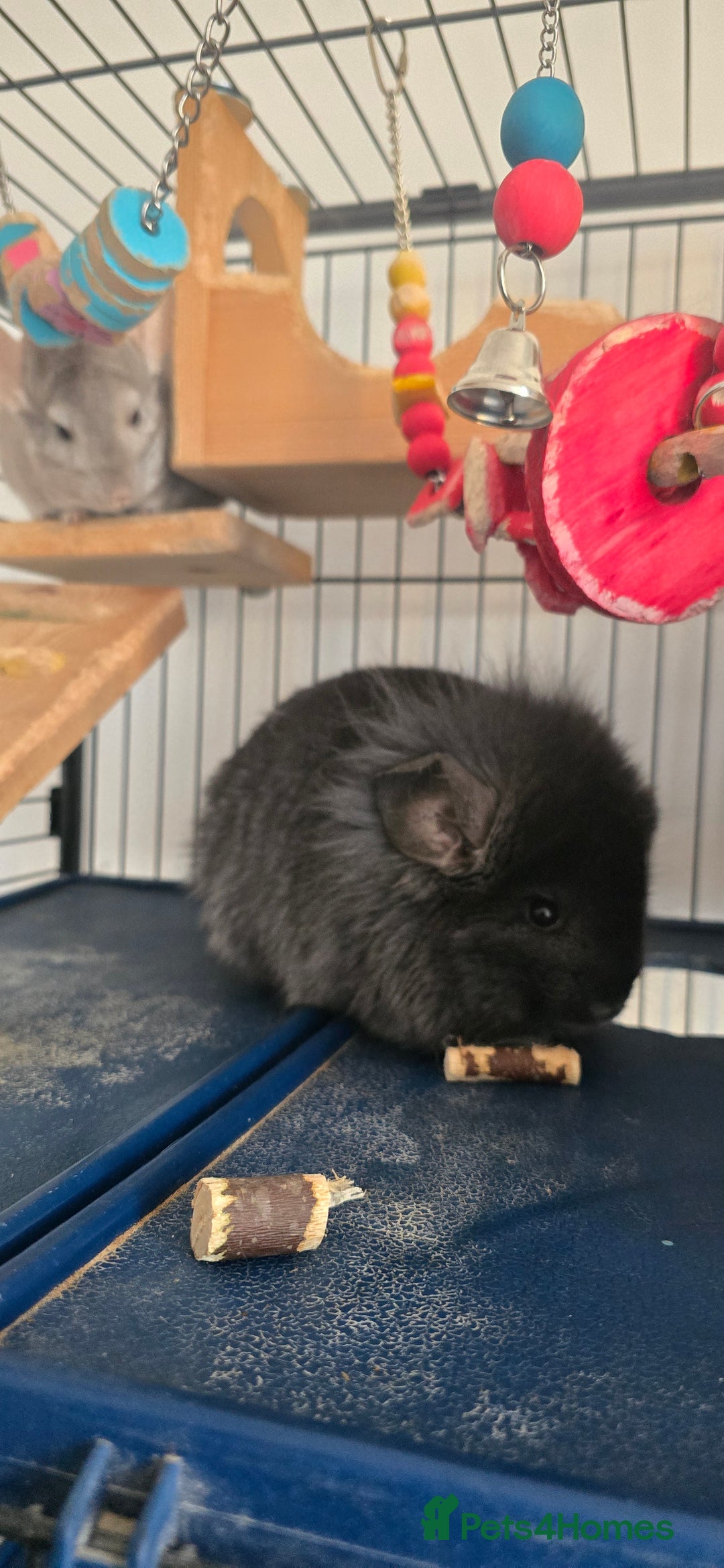 Chinchilla rodents for sale: 2 Female Chinchillas - Image 7