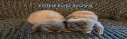 Mini Lop rabbits for sale: 8 week old very tame mini lop boys - Advert 6