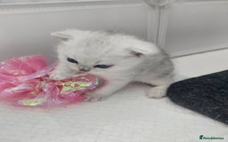 British Shorthair cats for sale: British short hair kittens  - Image 4