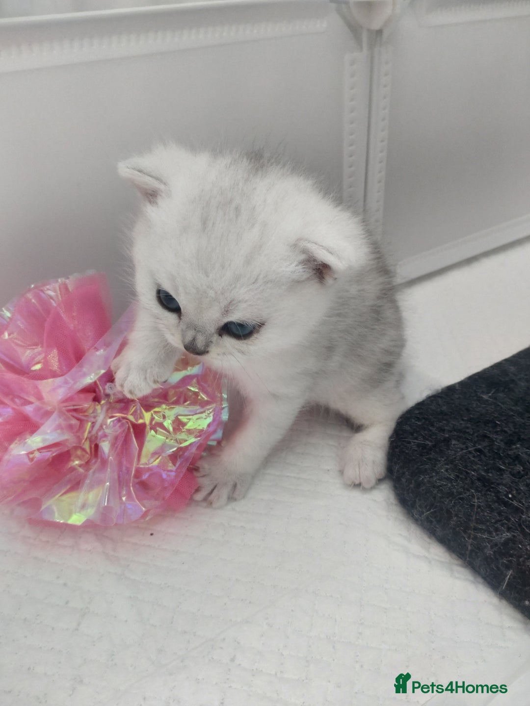 British Shorthair cats for sale: British short hair kittens  - Image 4