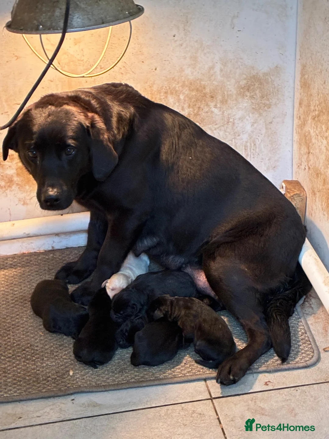 Labrador Retriever dogs for sale: 7 beautiful 5⭐️kc reg labour puppies  in Doncaster - Advert 2