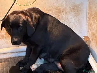 Labrador Retriever dogs Only 2 left 7 beautiful 5⭐️kc reg labour puppies - Advert 2