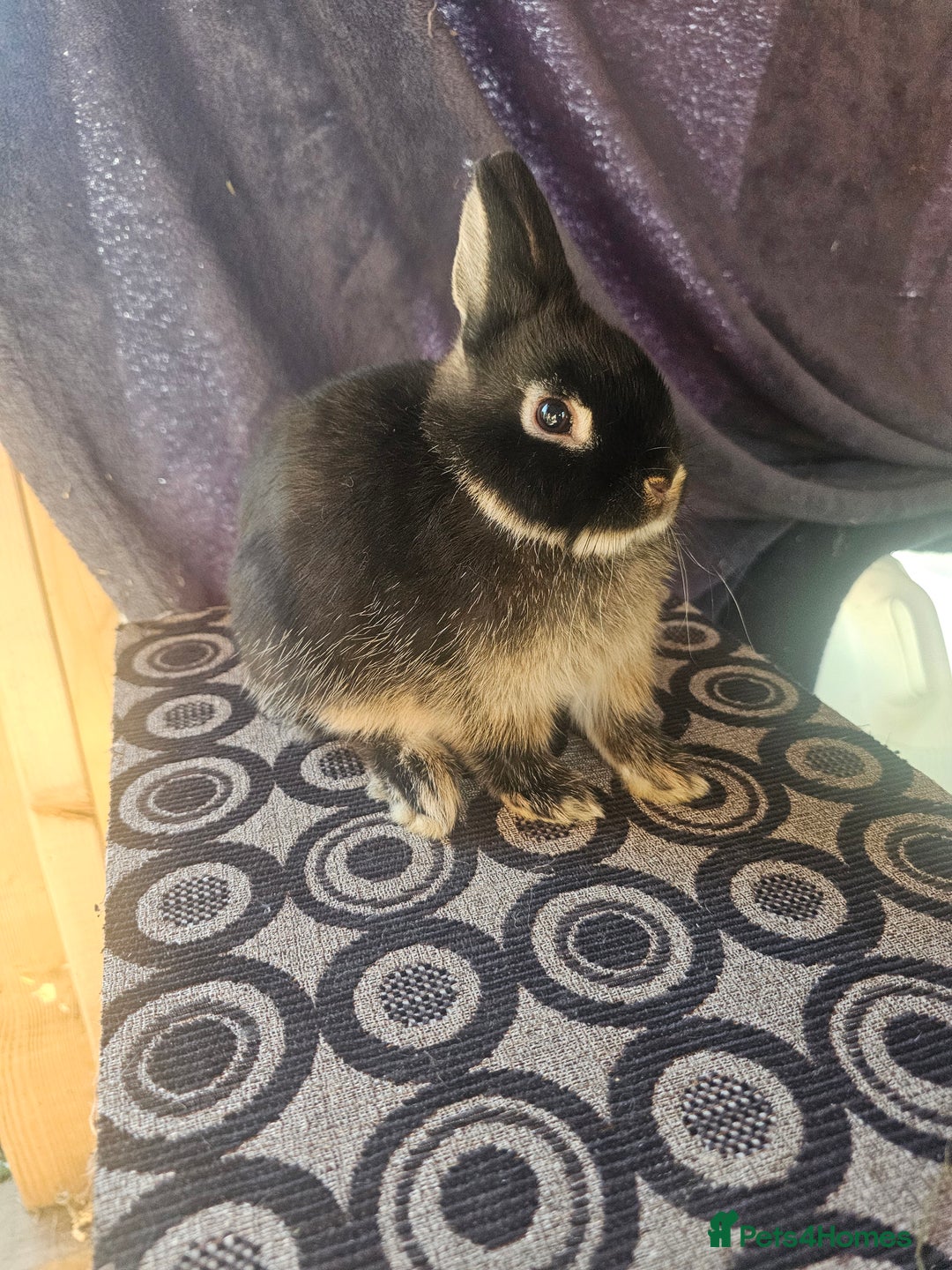 Netherland Dwarf rabbits for sale: Netherland dwarf rabbits bred from show stock  - Image 4