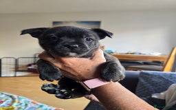 Mixed Breed dogs for sale: 4 pups - Image 1