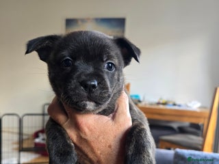 Mixed Breed dogs - Advert 3