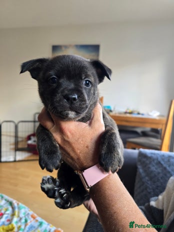 Mixed Breed dogs - Advert 3