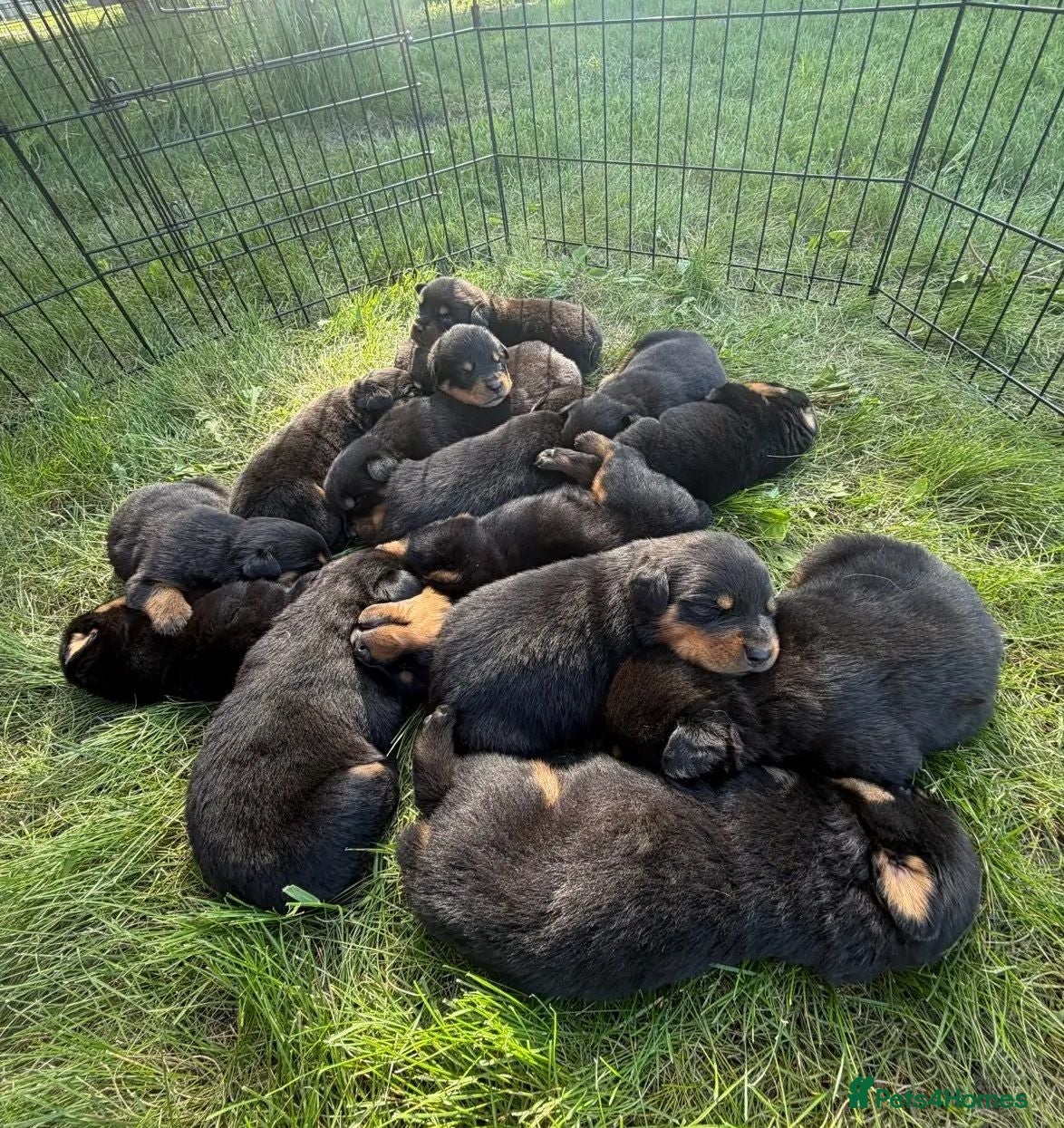 Rottweiler dogs zbiojde Stunning Rottweiler Puppies Ready Now - Advert 2