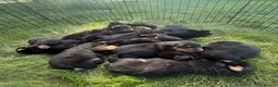 Rottweiler dogs for sale: zbiojde Stunning Rottweiler Puppies Ready Now in Paisley - Advert 1