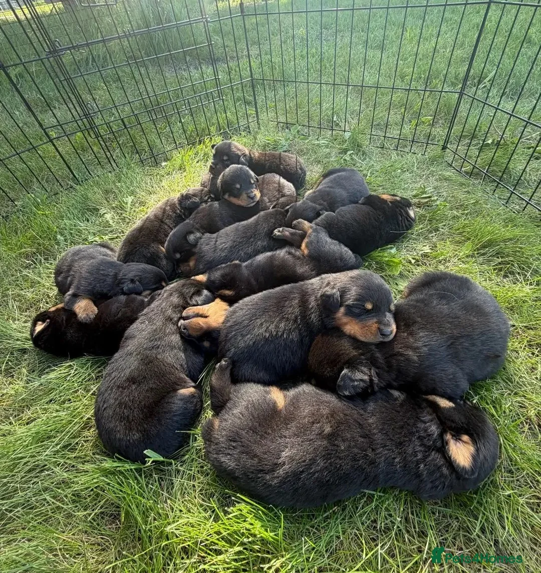 Rottweiler dogs for sale: zbiojde Stunning Rottweiler Puppies Ready Now in Paisley - Advert 1