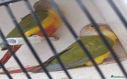 Conures birds for sale: Pineapple Conures Parent reared Dna'd  - Image 13