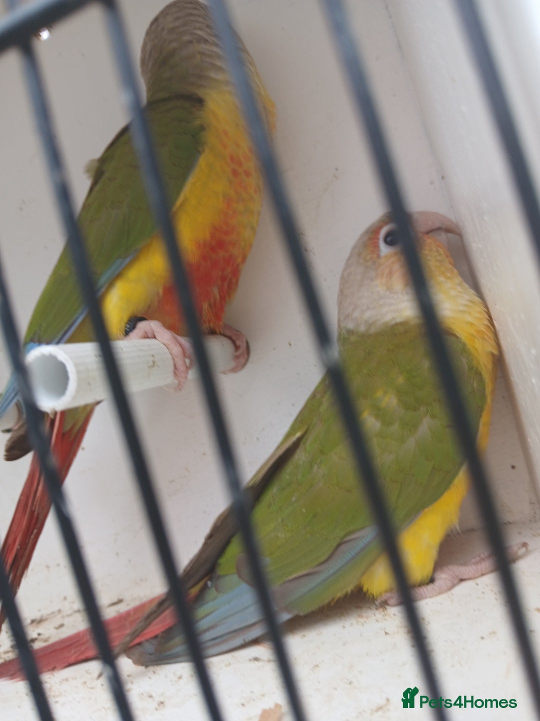 Conures birds for sale: Pineapple Conures Parent reared Dna'd  - Image 13
