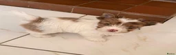 Yorkshire Terrier dogs for sale: Quality Rare Biewer Yorkie puppies\DNA\Pedigree  - Advert 14