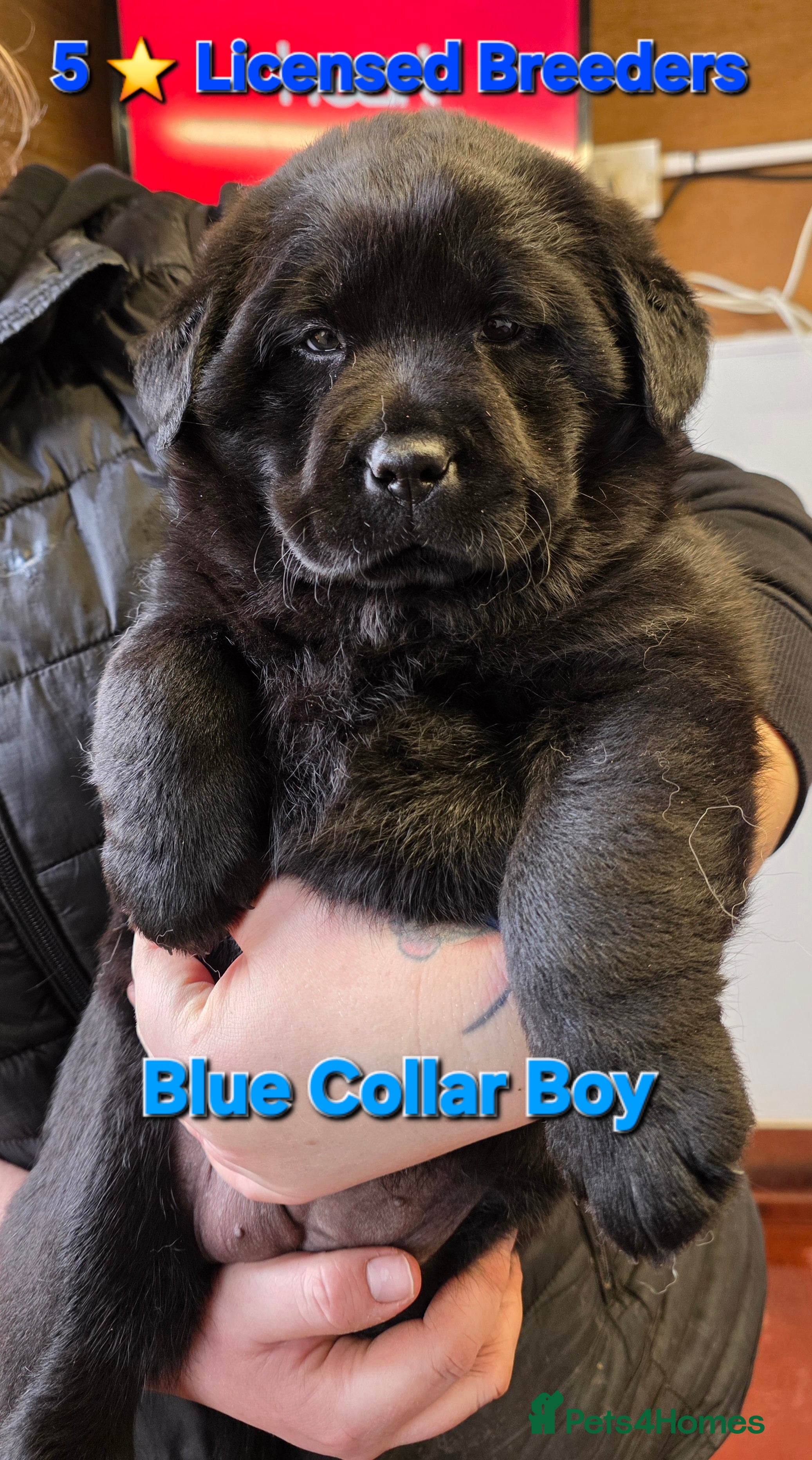 Mixed Breed dogs Gorgeous Chowador Puppies  - Advert 2