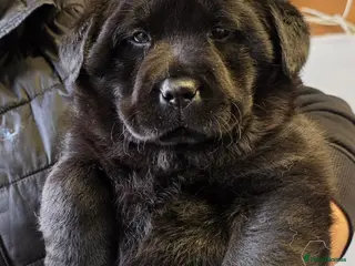 Mixed Breed dogs Gorgeous Chowador Puppies - Advert 2