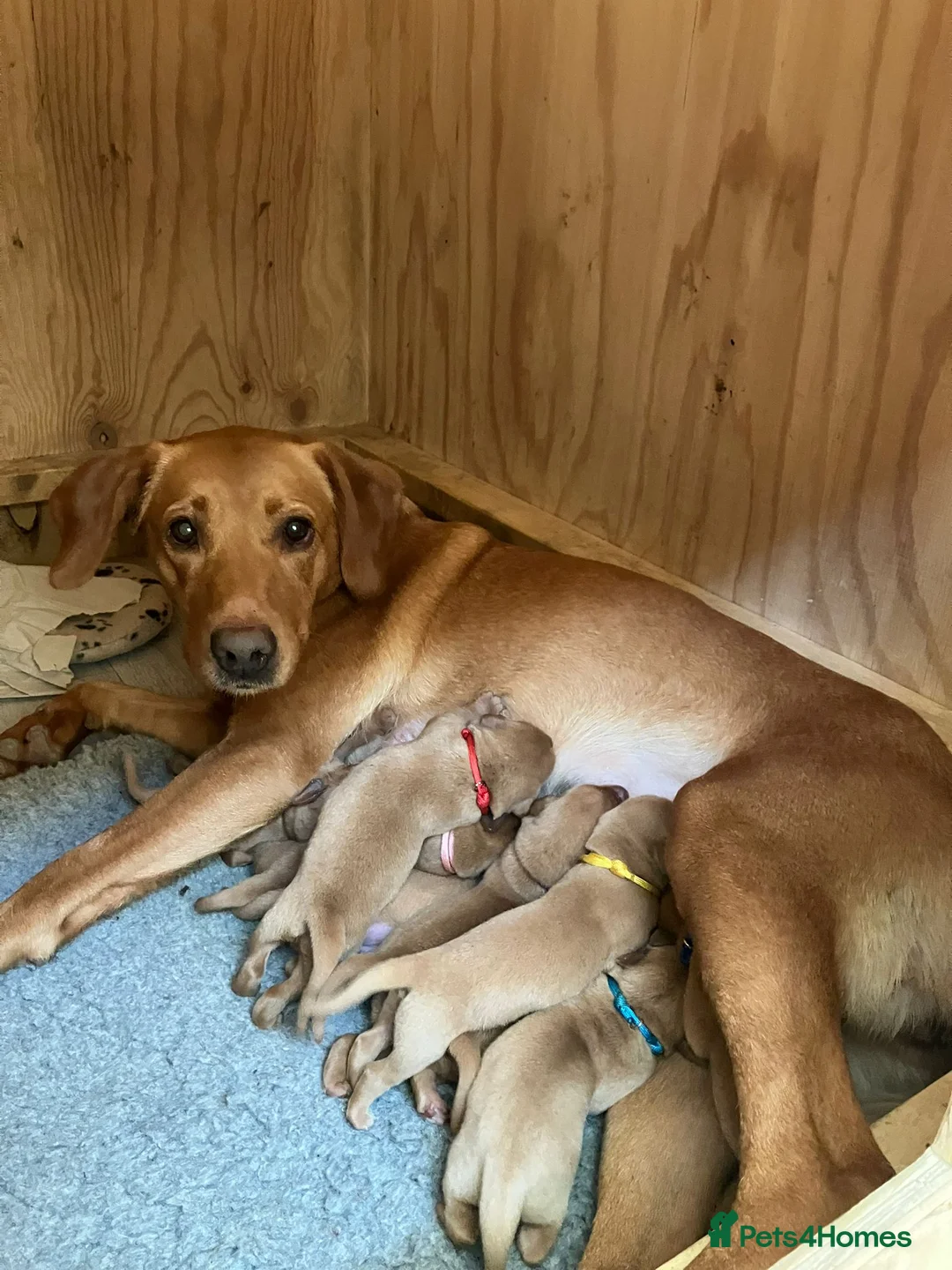 Labrador Retriever dogs for sale: Pedigree Labrador Retriever Puppies in Taunton - Advert 2