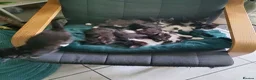 Mixed Breed cats for sale: 8 beautiful kittens available mid June - Advert 2