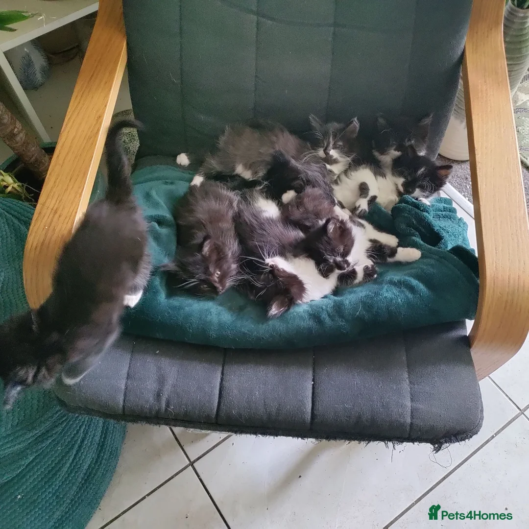 Mixed Breed cats for sale: 8 beautiful kittens available mid June - Advert 2