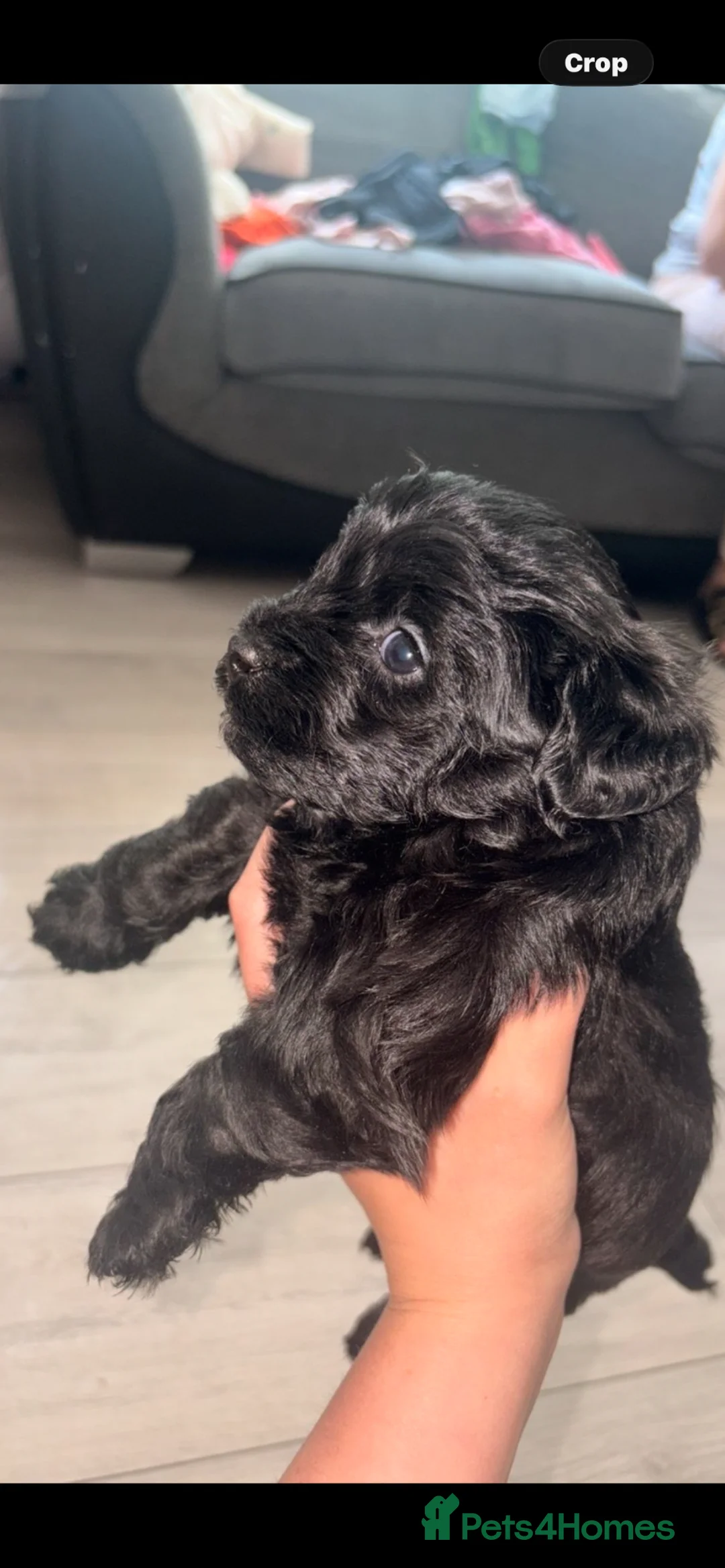 Mixed Breed dogs for sale: Mixed breed Malti - Advert 2
