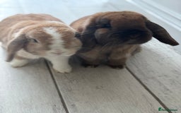 Mini Lop rabbits for sale: Bonded Pair of Beautiful Rabbits - Image 5