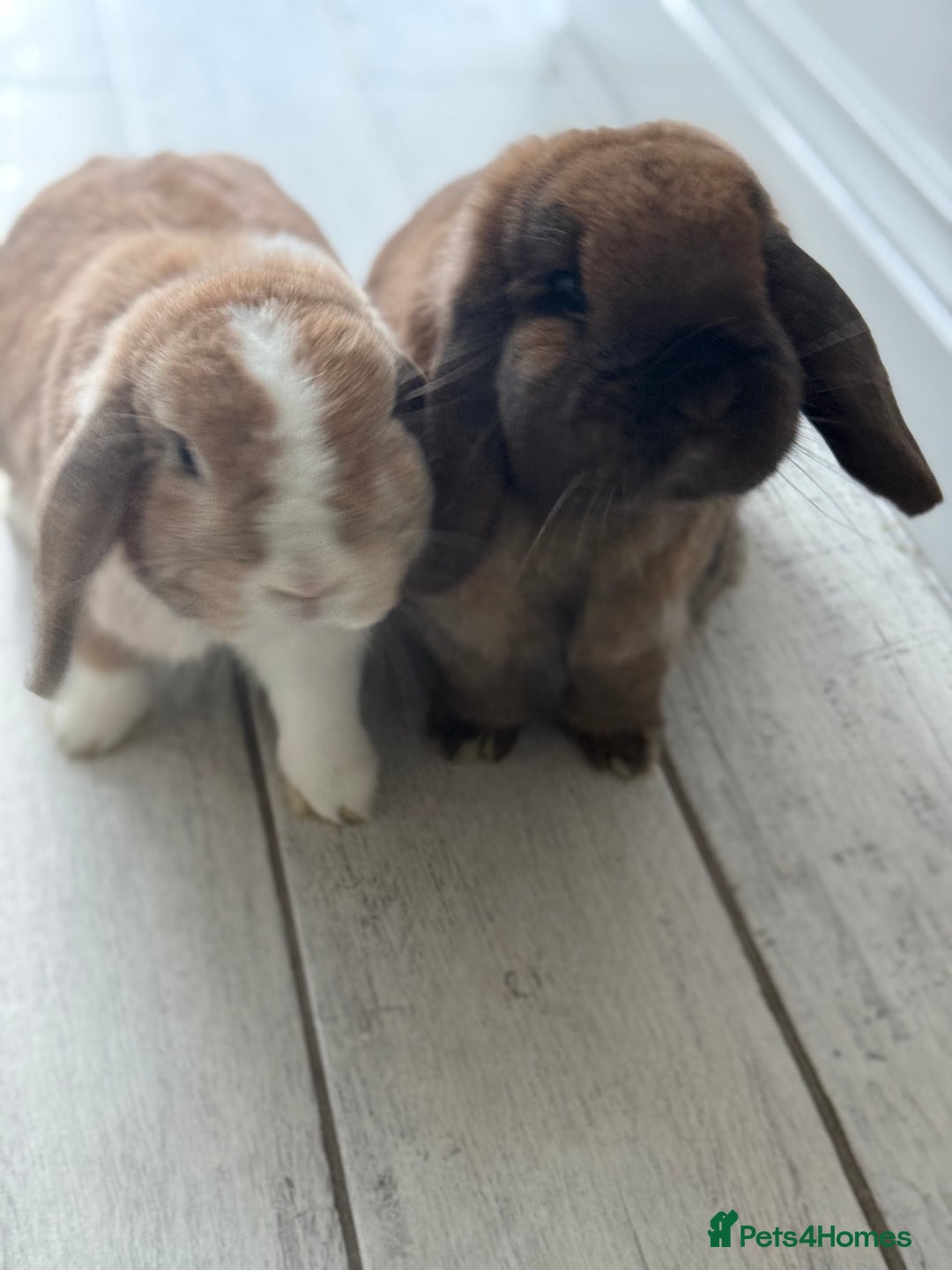 Mini Lop rabbits for sale: Bonded Pair of Beautiful Rabbits - Image 5