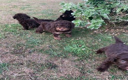 Cockapoo dogs for sale: Stunning F1B Cockapoo puppies  - Image 6